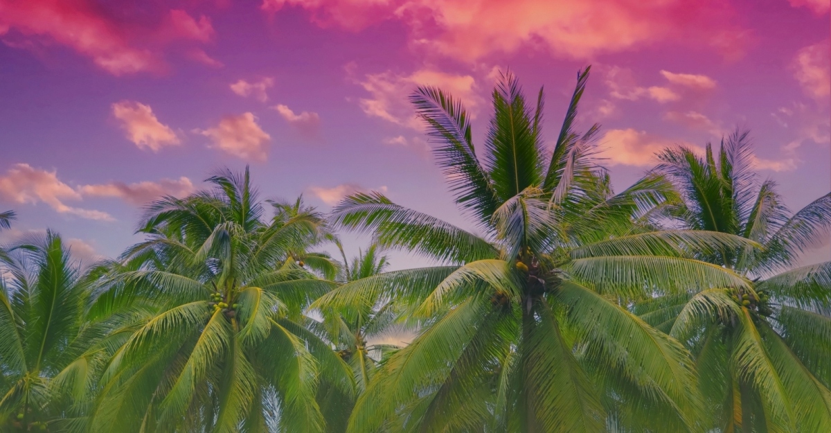 deep root palm fertilization