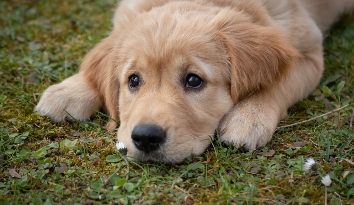 Professional Lawn Flea and Tick Control