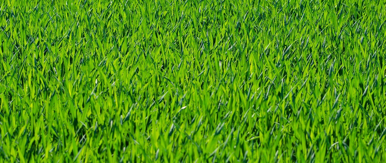 Professional Weed Control Service